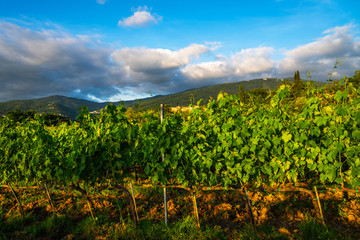 Fototapeta na wymiar Scenic mountain landscape with vineyards growing on hills and old picturesque town in Italy, Tuscany. Travel and wine-making background.