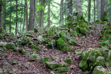 Green moss grows on stones in a forest in summer. Stones lie among the trees in the forest.