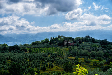 Fototapeta na wymiar Unique tuscany landscape. A lonely farmhouse with olive trees, rolling hills, Tuscany, Italy. Travel. Beautiful destination. Holiday outdoor vacation trip.