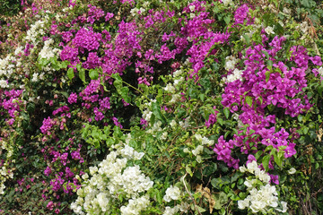 viloette bougainvillea