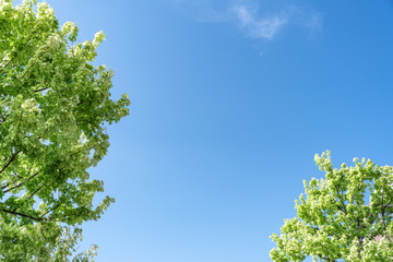 Fototapeta premium 新緑・青空