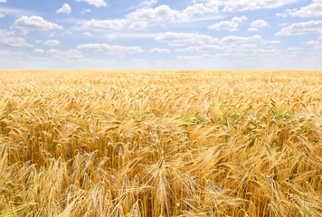 Field barley in period harvest on background cloudy sky