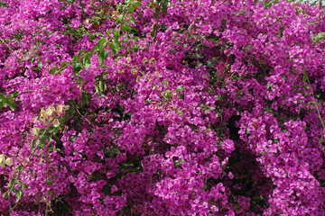 Violette Bougainvillea
