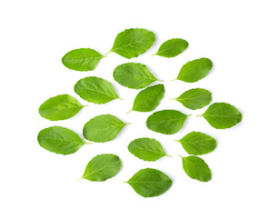 Holy Basil,Ocimum sanctum leaf isolated on white background. top view