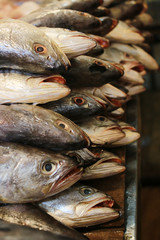 Freshly caught fish piled up in stacks on the market, ready to be sold