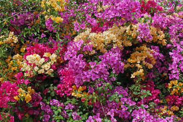 Blühende Bougainvilleas © powerbold