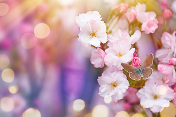 Closeup view of tree branch with tender flowers outdoors, space for text. Amazing spring blossom