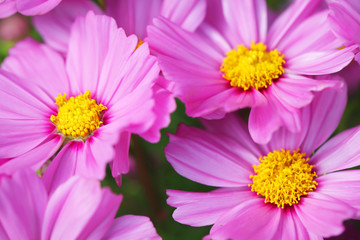 close up of pink cosmos flower
