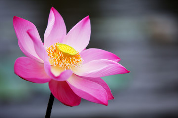 close up of beautiful lotus flower background.
