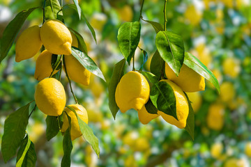 Bunches of fresh yellow ripe lemons on lemon tree branches in Italian garden 