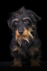 Studio portrait of a wire haired dachshund on a black background