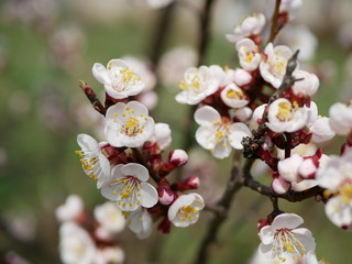 blooming cherry branch in spring on a blurry background