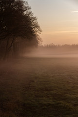 Nebel auf einem Feld