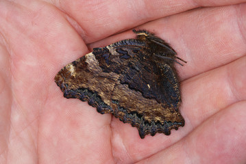 Nymphalis polychloros (LINNAEUS, 1758) Großer Fuchs , Schreckstarre DE, Mosel, Kröv, e.l. 14.06.2012