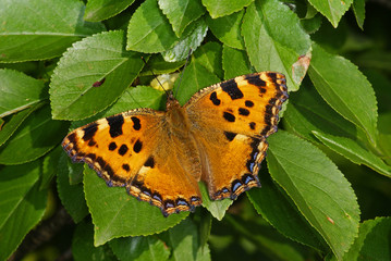 Nymphalis polychloros (LINNAEUS, 1758) Großer Fuchs DE, Mosel, Kröv, e.l. 14.06.2012