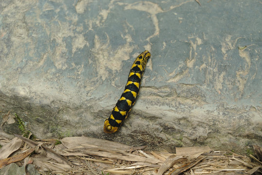 Caterpillar  in Longsheng Rice Terraces, China