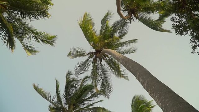 Isolated coconut palm trees against the bright sky before sunset. Palm leaves moving in the wind in the evening. Slow motion footage.