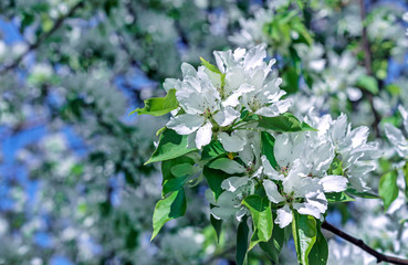 White flowers of apple trees in spring time. Apple blossom in spring.
