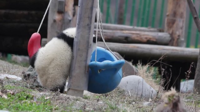 Panda Cub is Playing with the Blue Dolphin , China