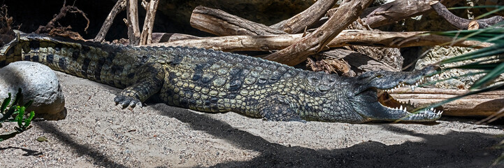 Nile crocodile on the sand in its enclosure. Latin name - Crocodylus niloticus - obrazy, fototapety, plakaty