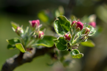Apfelbl&uuml;te geschlossen