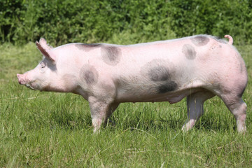 Spotted pietrain pig with black spots on the meadow