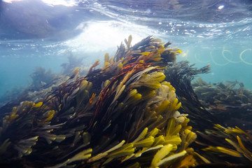 Colorful kelp vegetaion in cold nordic water. - obrazy, fototapety, plakaty