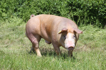 Young duroc breed pig grazing on natural environment