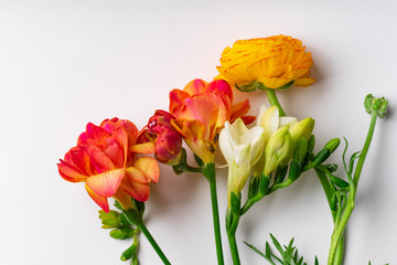Flatlay with red and orange freesia flowers on white background with copy space