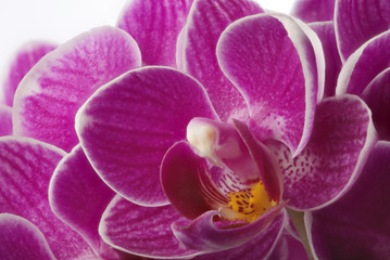 orchid flower