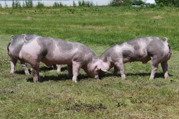 Fototapeta na wymiar Young duroc pigs on the meadow at animal farm summertime
