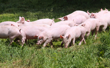 Little young piglets on green meadow