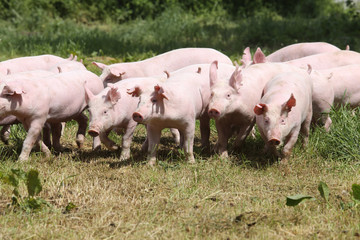 Pigs farming raising breeding in animal farm rural scene