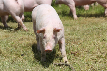 Little pigs piglets graze free on the farm summertime