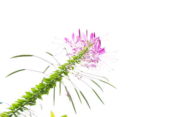 spider frower on white background