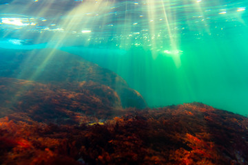 Colorful kelp vegetaion in cold nordic water.