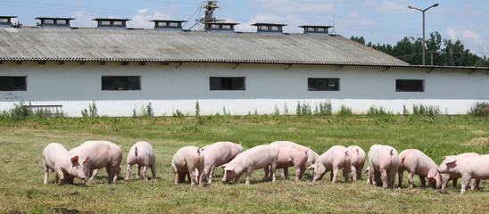 Little pigs piglets graze free on the farm summertime © acceptfoto
