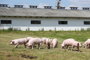 Little pigs piglets graze free on the farm summertime