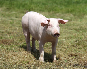 Closeup of a cute young pig on animal farm outdoor