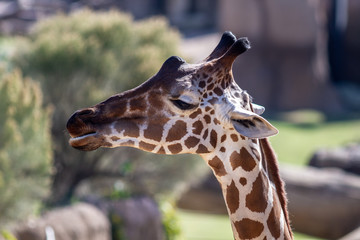 Giraffe