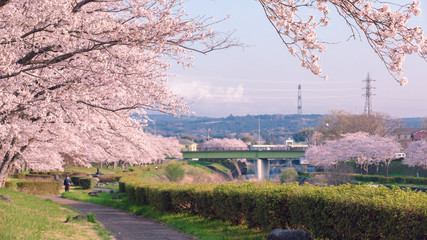 pink sakura blossoms season in the park and bridge green with high voltage poles background