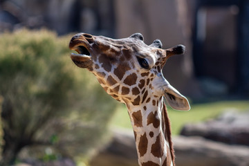 Giraffe