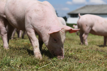 Group of small pigs eating fresh green grass on the meadow