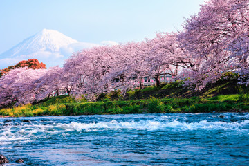 cherry blossom season tourist and uruigawa river foreground with fuji mountain clear sky background...