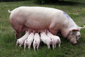 Little pigs breast-feeding closeup at animal farm rural scene summertime