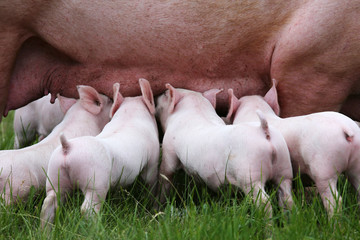 Little pigs breast-feeding closeup at animal farm rural scene summertime © acceptfoto