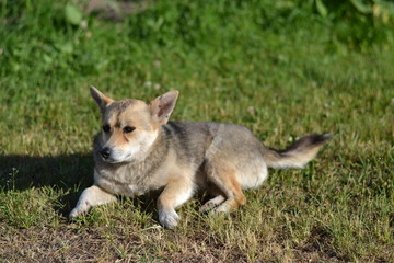 Small dog lying on the grass 