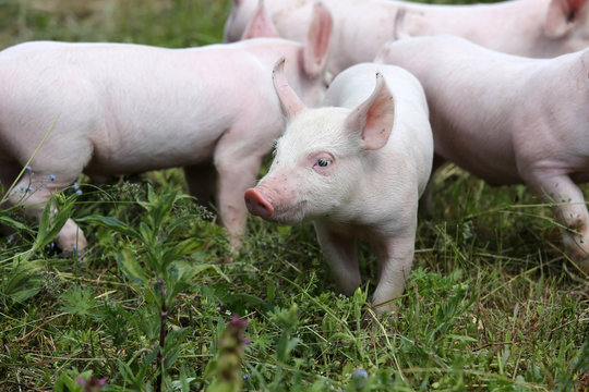 Herd of piglets on animal farm summetime