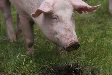 Portrait of a young pig at animal farm on green grass meadow