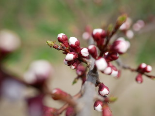 Beautiful apricot tree branch with tiny tender bud. Awesome spring blossom